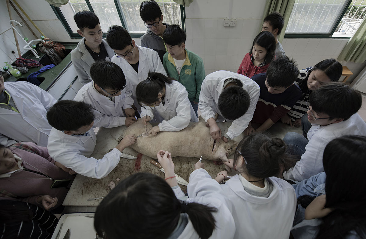 辛集市职教中心畜牧兽医专业怎么样