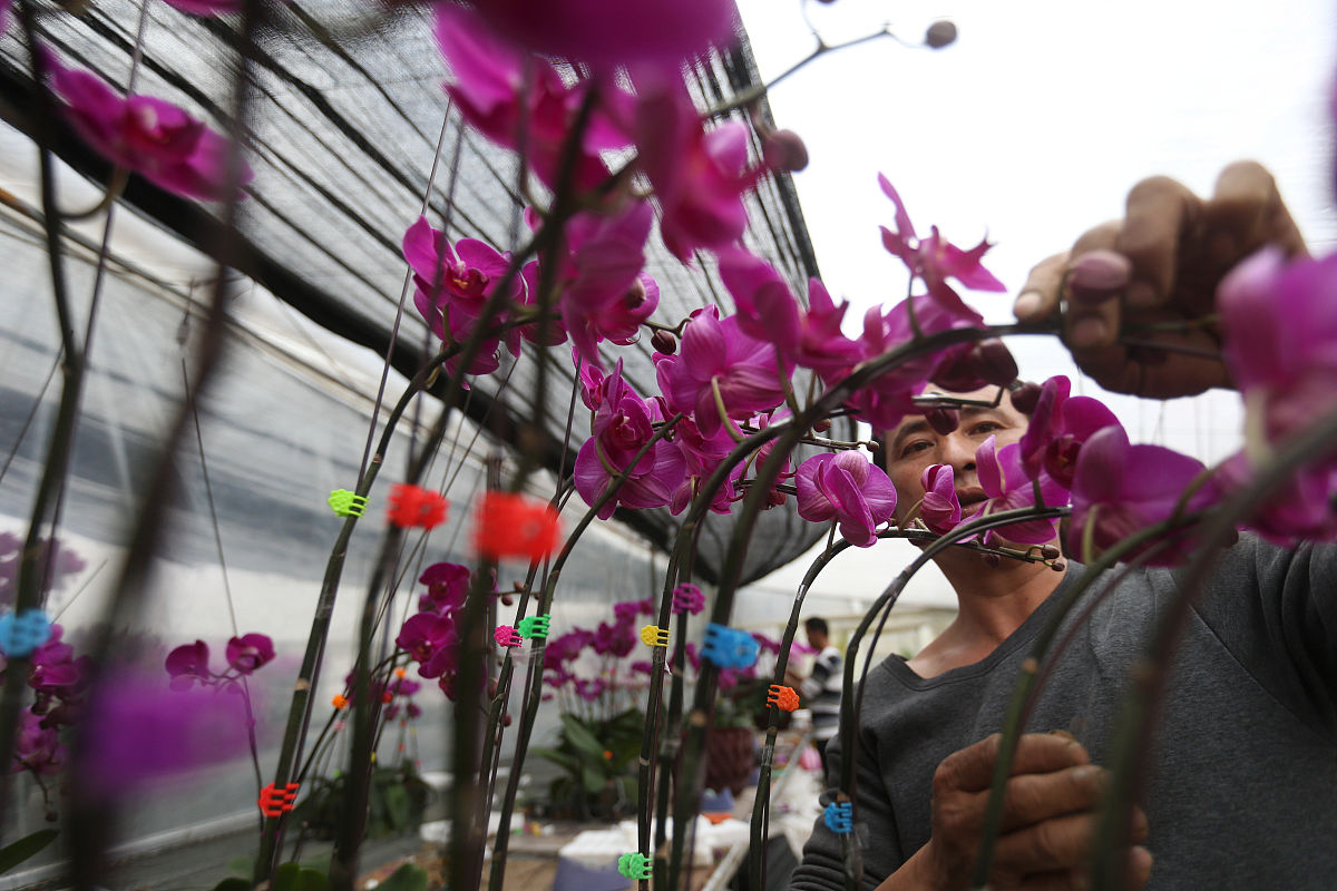 春天奖项：摄影、花展、设计、运动、文艺比赛