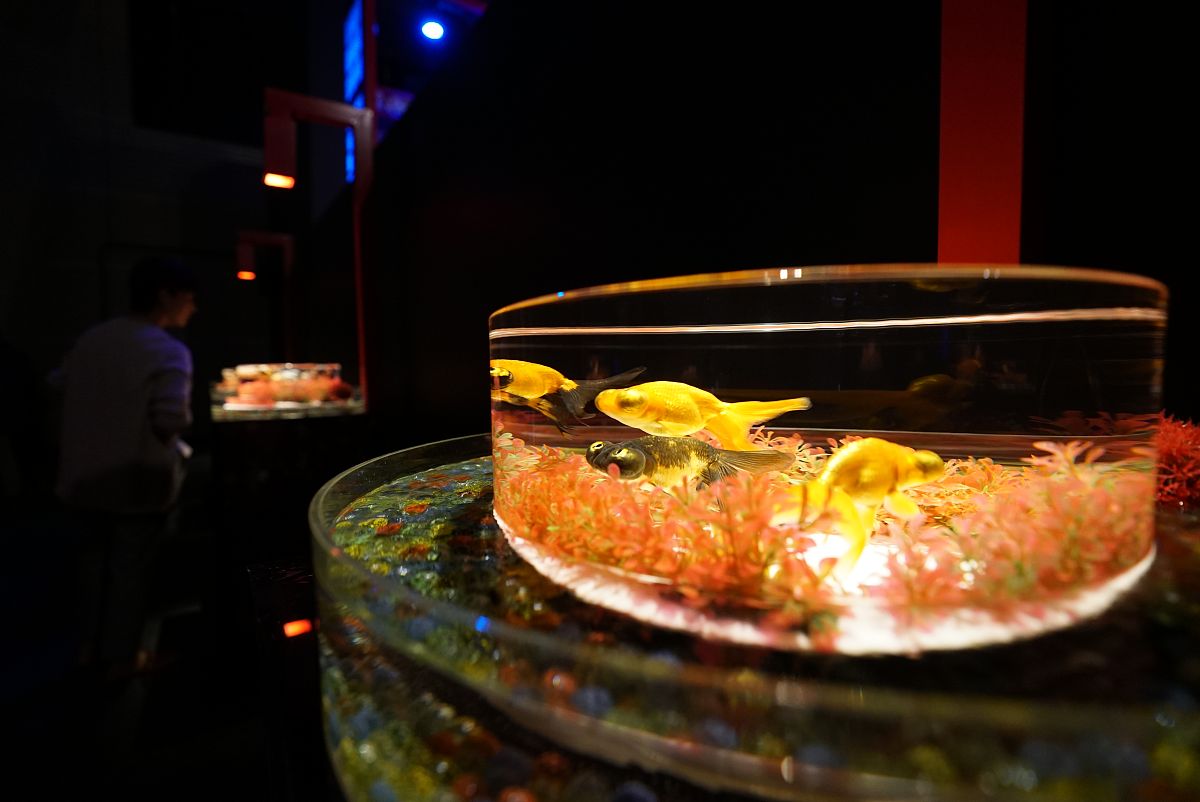 2018年10月25日,梦幻与艺术结合的来自日本的展览——"art aquarium金