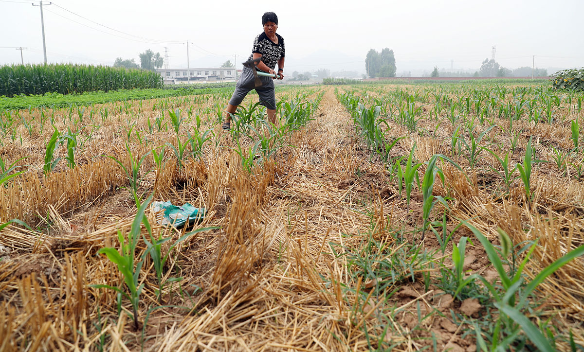 冬小麦干旱胁迫：产量提升的巨大隐患