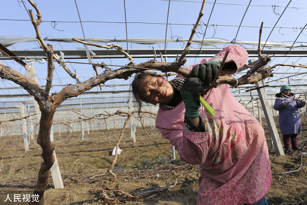 葡萄流伤期可以嫁接吗？