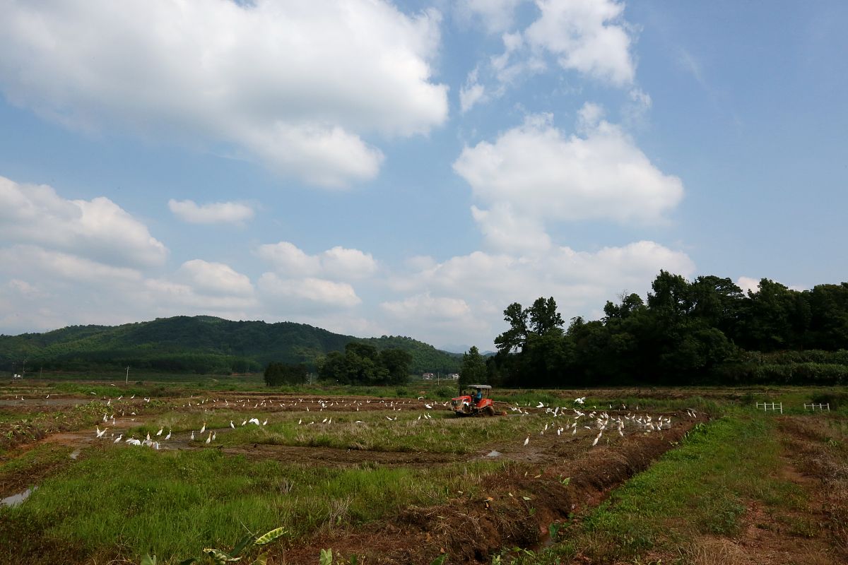 描写农村的句子有哪些