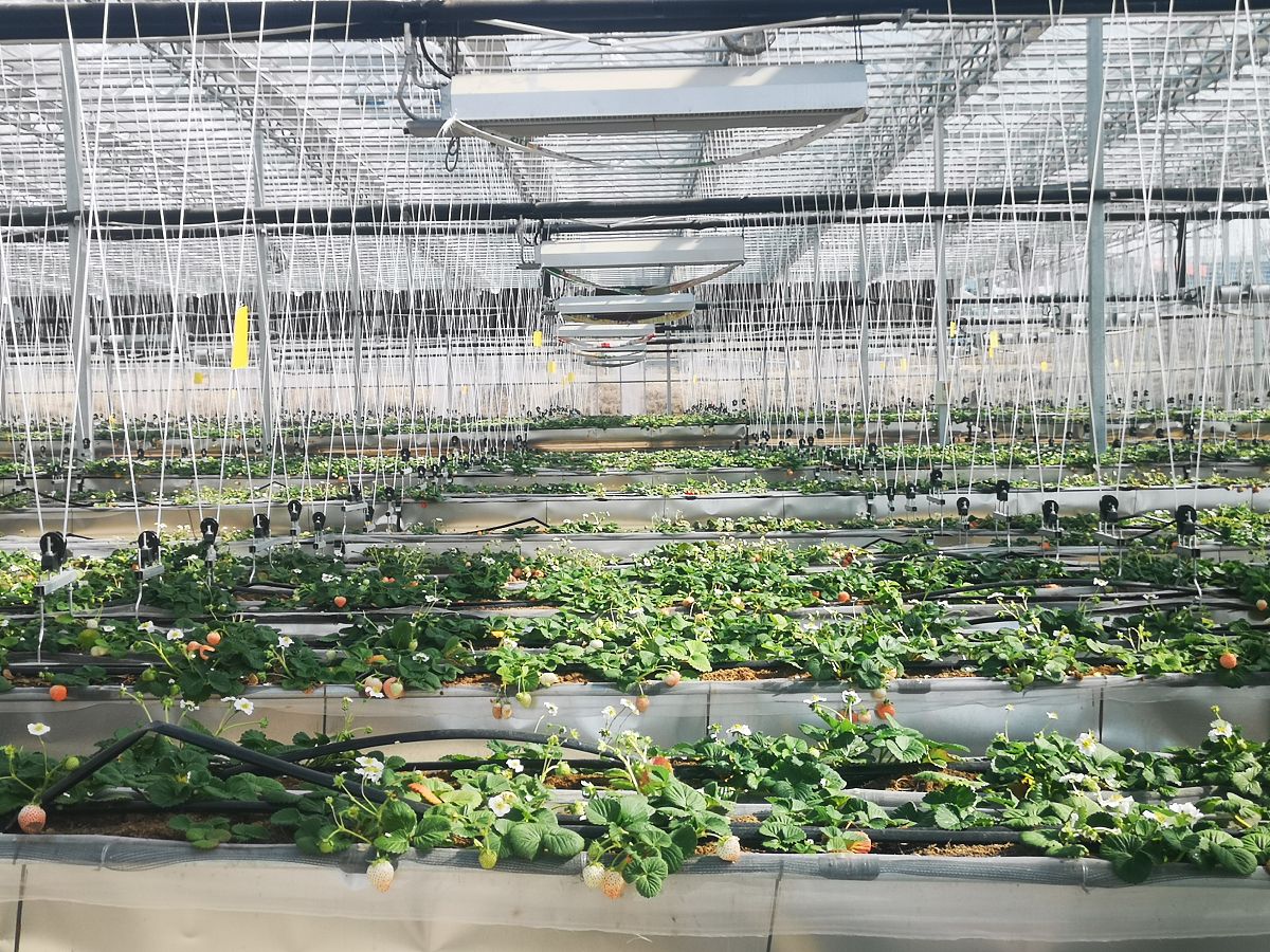 富县职业中学果蔬花卉生产技术专业前景分析：未来发展趋势及优势