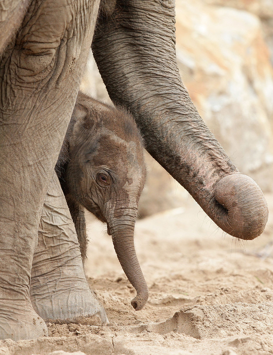 为什么大象不会跳舞？超搞笑的动物笑话！