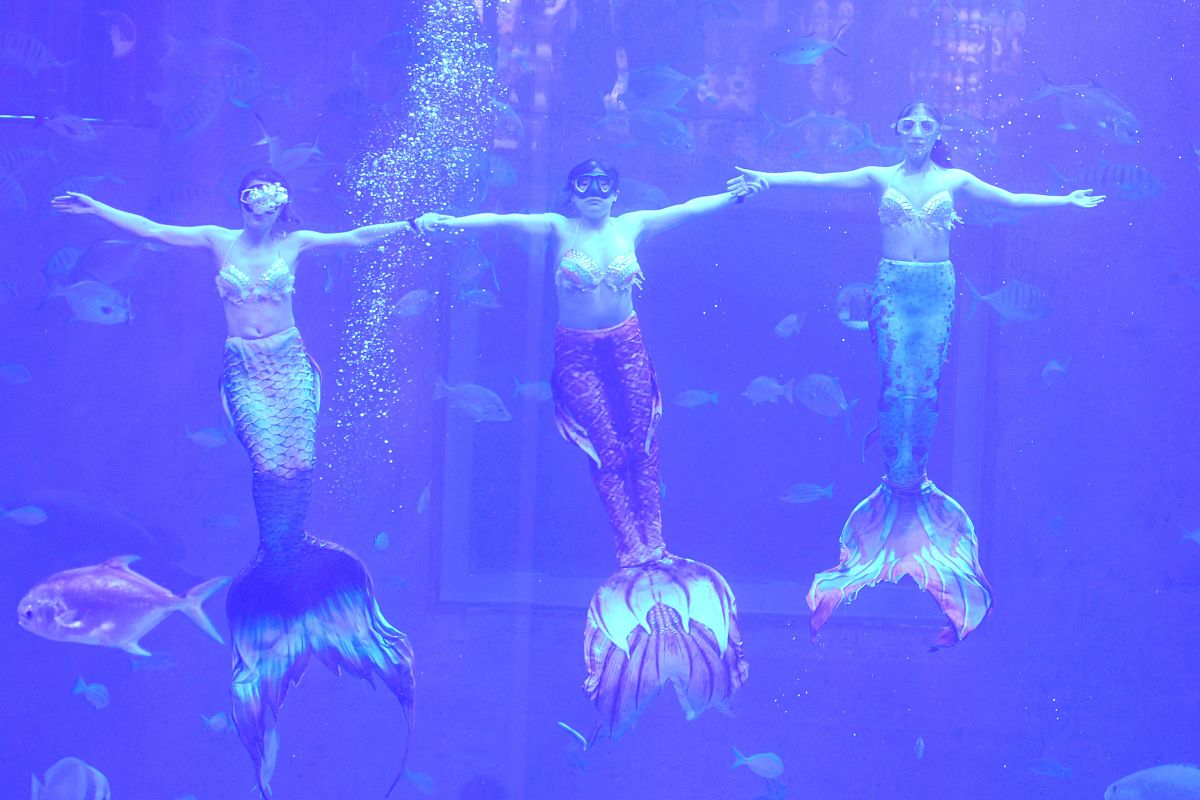 海洋之舞：人类与鱼类共舞的艺术