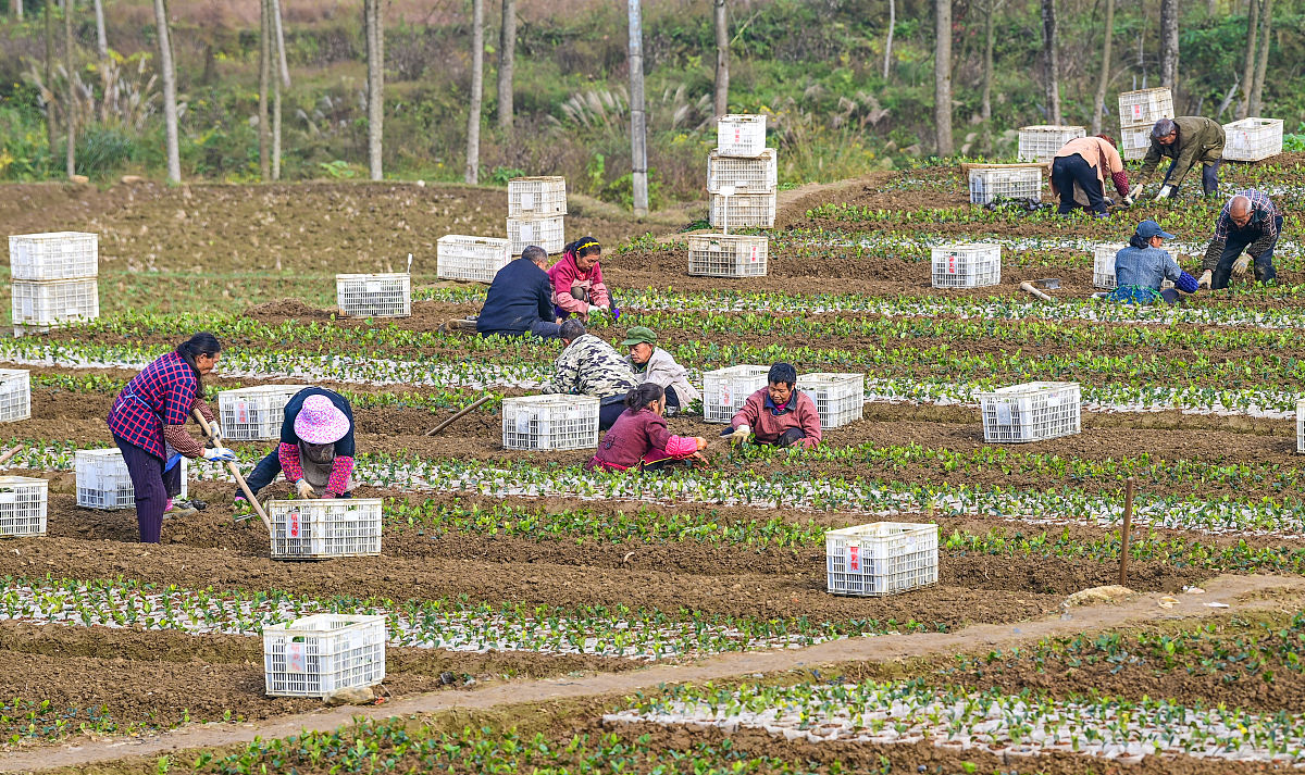宜良县职业高级中学果蔬花卉生产技术专业：未来农业发展的重要力量