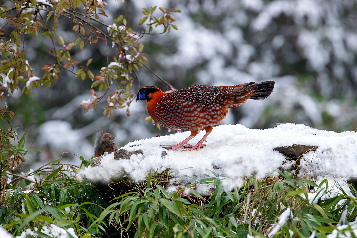 随着数字技术的提升和发展野生动物保护的方案不再局限于传统的野 生动物保护法律政策和野生动物保护区的建设。因此为推动重庆市数字林业和生态文明建设贯彻绿水青山就是金山银山的发展理念助力重庆市野生 动物保护工作解决目前国内平台缺乏区域特色服务质量参差不齐的问题本课题对重庆市野生动物保护资源共享平台的设计与实现展开了深入研究精简到二十个字以内