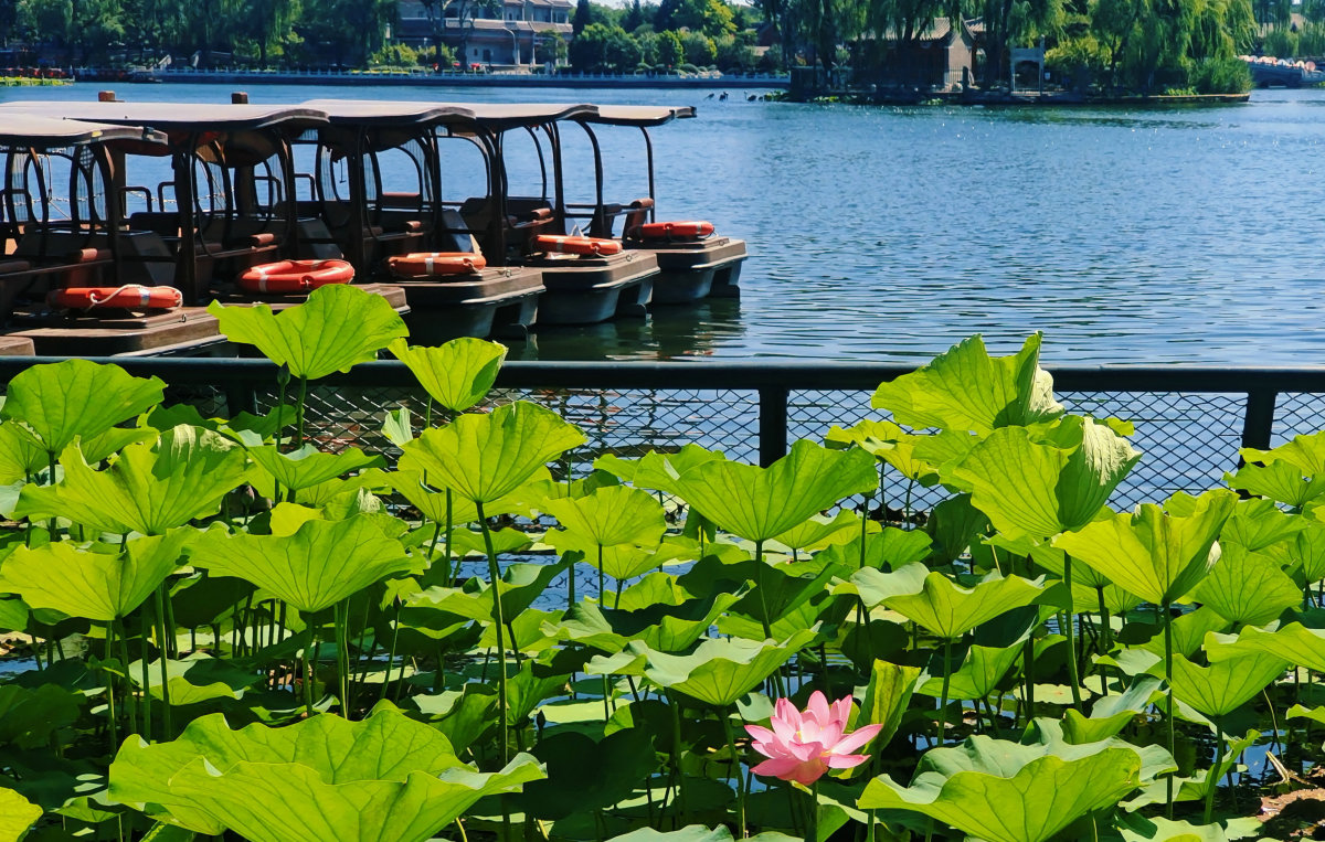 什刹海,读作"sh㭠ch㠠h玩",位于北京市西城区,是北京城内一处著名