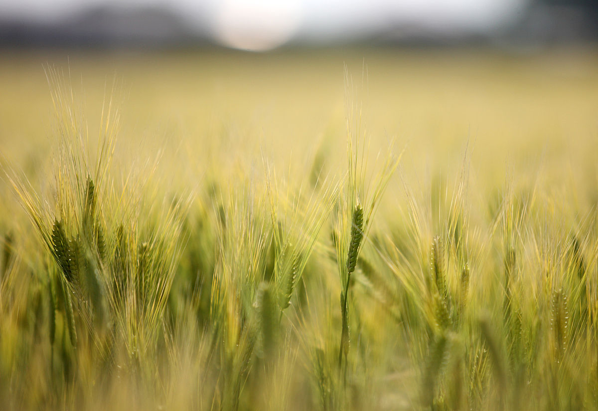 威远县希望职业技术学校农业机械使用与维护专业前景怎么样？