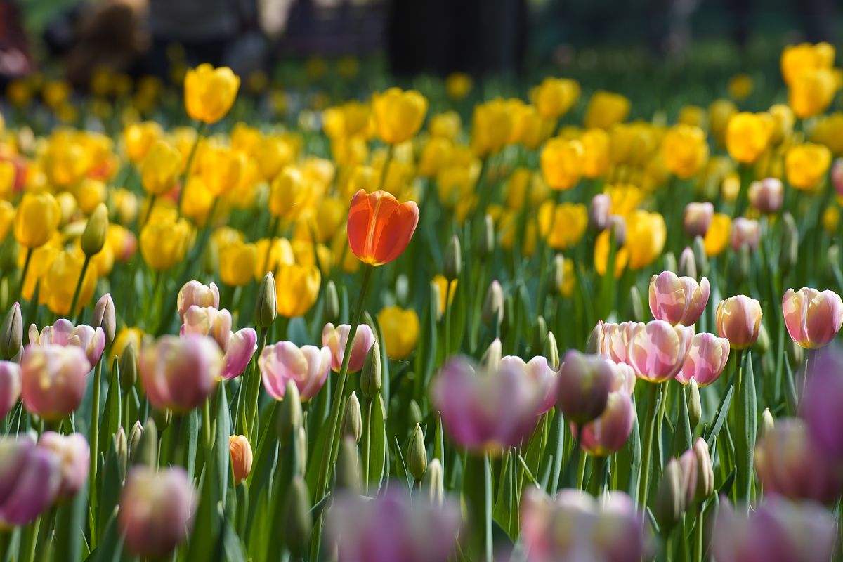 一句话形容郁金香好看的文言文