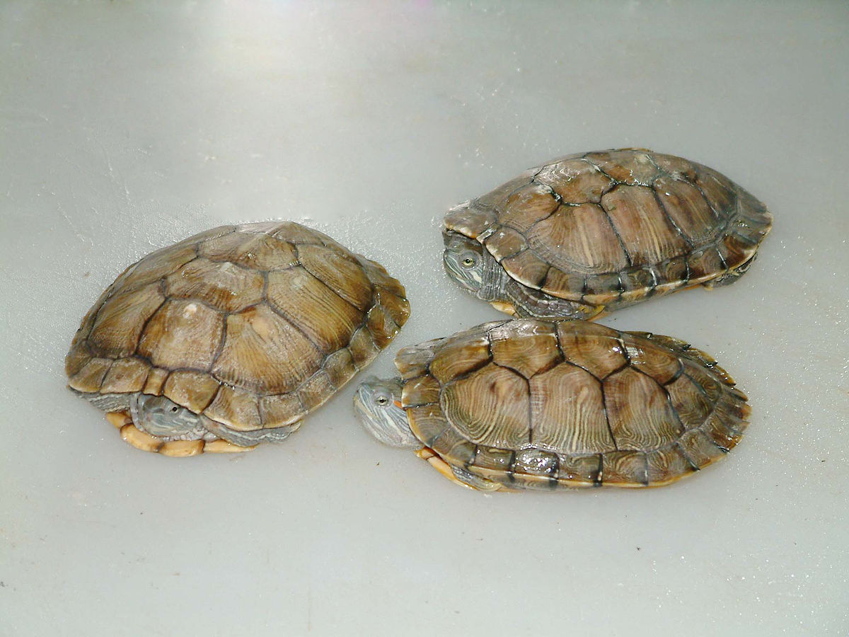 你好您好！有什么可以帮到您呢？好的请问您需要什么帮助呢？您的提问过于频繁了请歇一会吧什么类型的乌龟好养