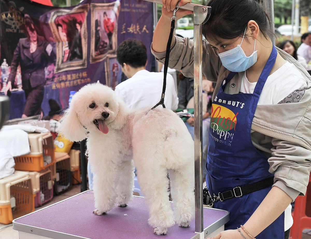 宠物殡葬市场竞争激烈：如何脱颖而出？