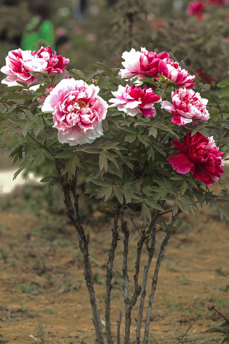 成都师范幼师学院2020年招生简章