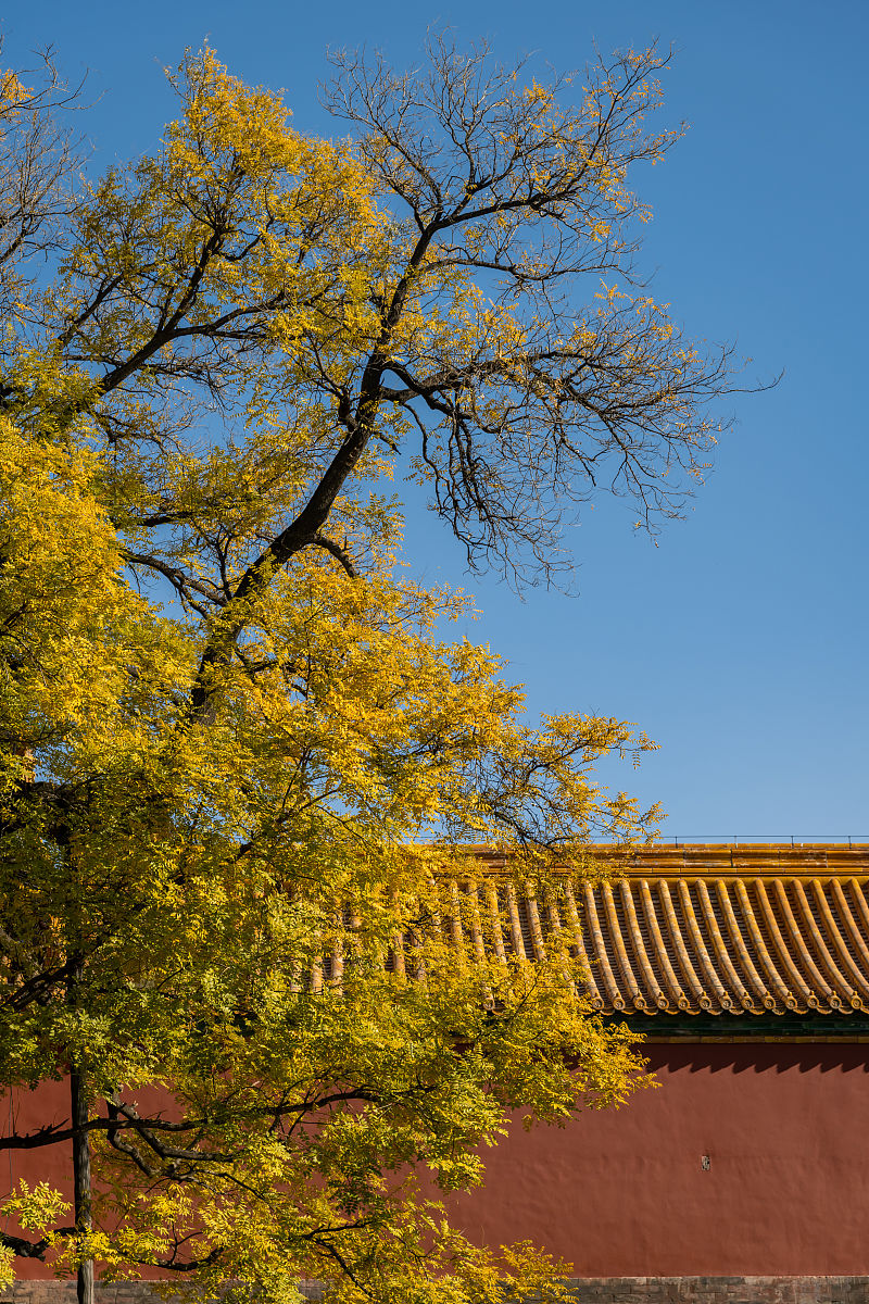 故宫金秋：榆叶如金，美不胜收