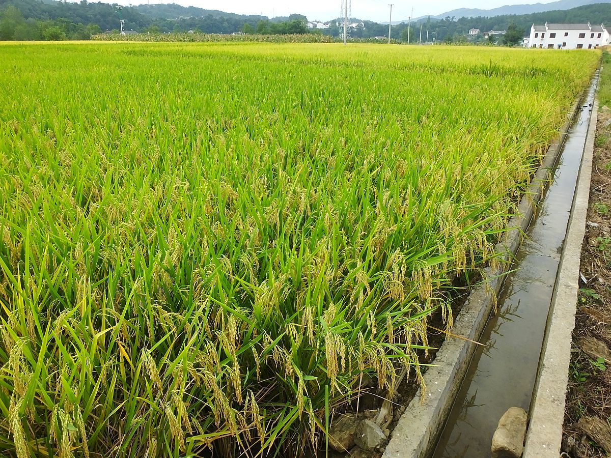 阳水米和阴水米区别：口感、产量、营养大比拼