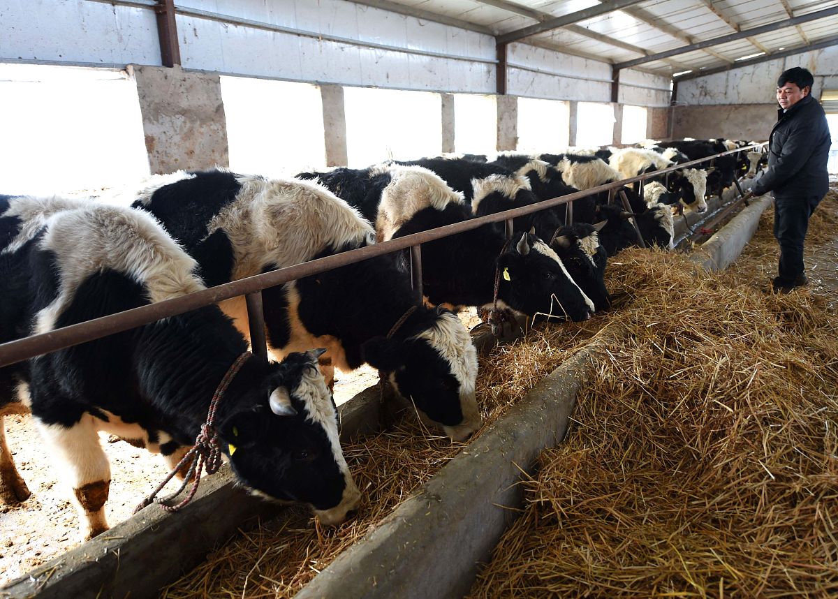 2 育肥牛养殖管理技术要点	221 选择优良育肥牛品种	222 育肥前针对性管理	323 育肥过程管理	33 延安市育肥牛养殖存在的问题	431 饲料营养供应不充足	432 缺乏疾病预防意识	433 品种管理工作不到位	534 缺乏科学的养殖方法	535 育肥牛生长环境差	54 延安市育肥牛养殖问题的对策建议	641 保障营养物质充足	642 注重多种防疫方式的使用	643 落实优良品种更新和培育