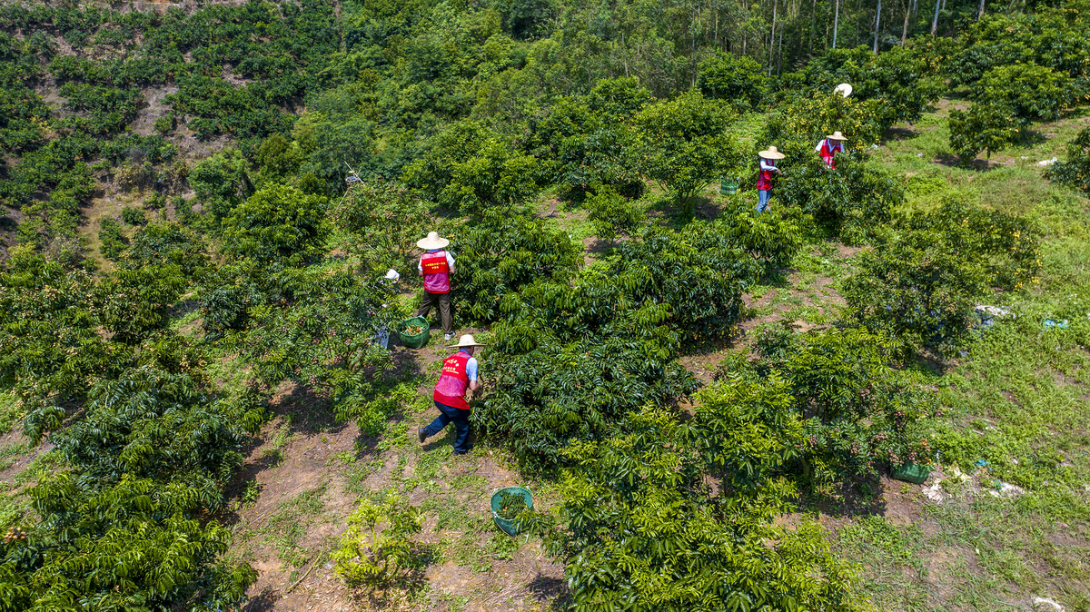 岑巩思州文旦柚种植基地：西南地区最大文旦柚产区