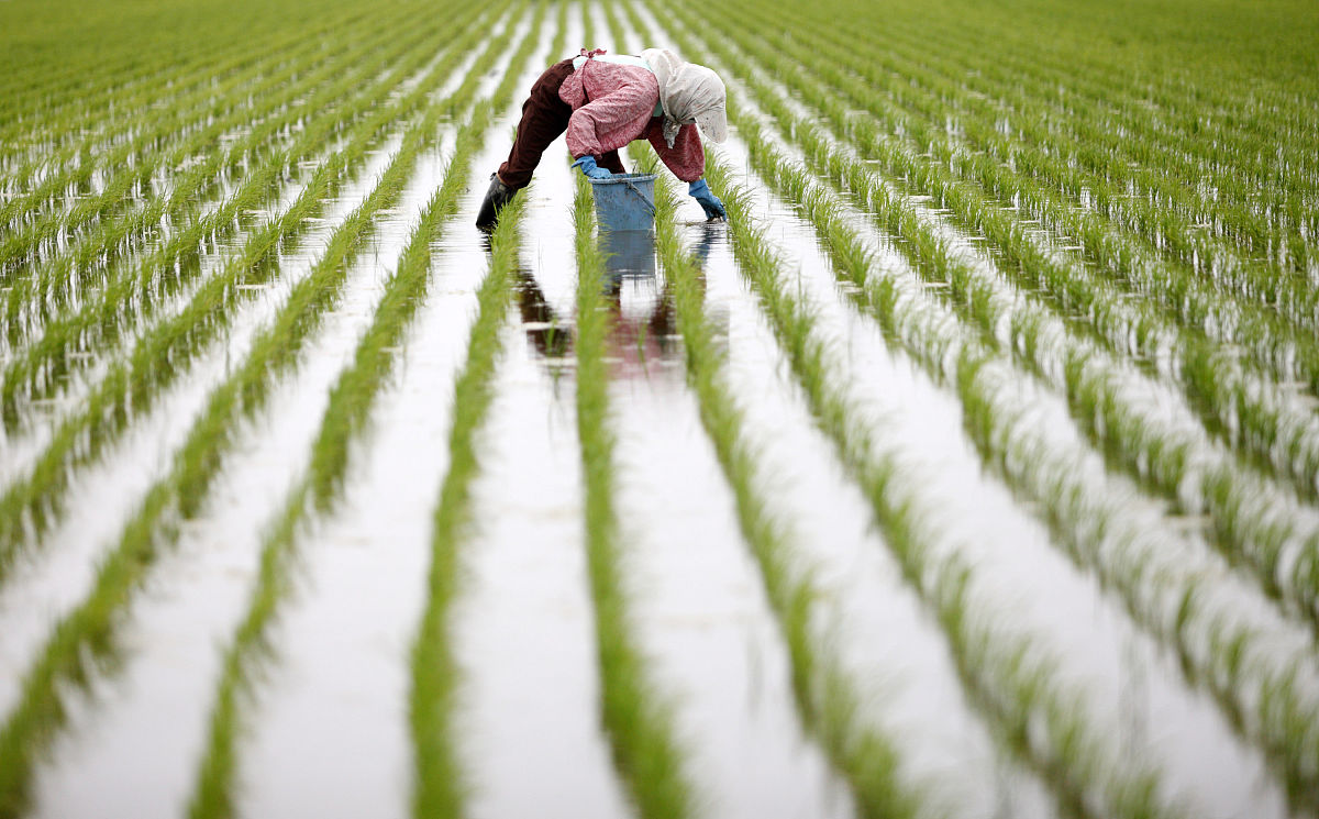 PRECISION AGRICULTURE期刊现任主编？