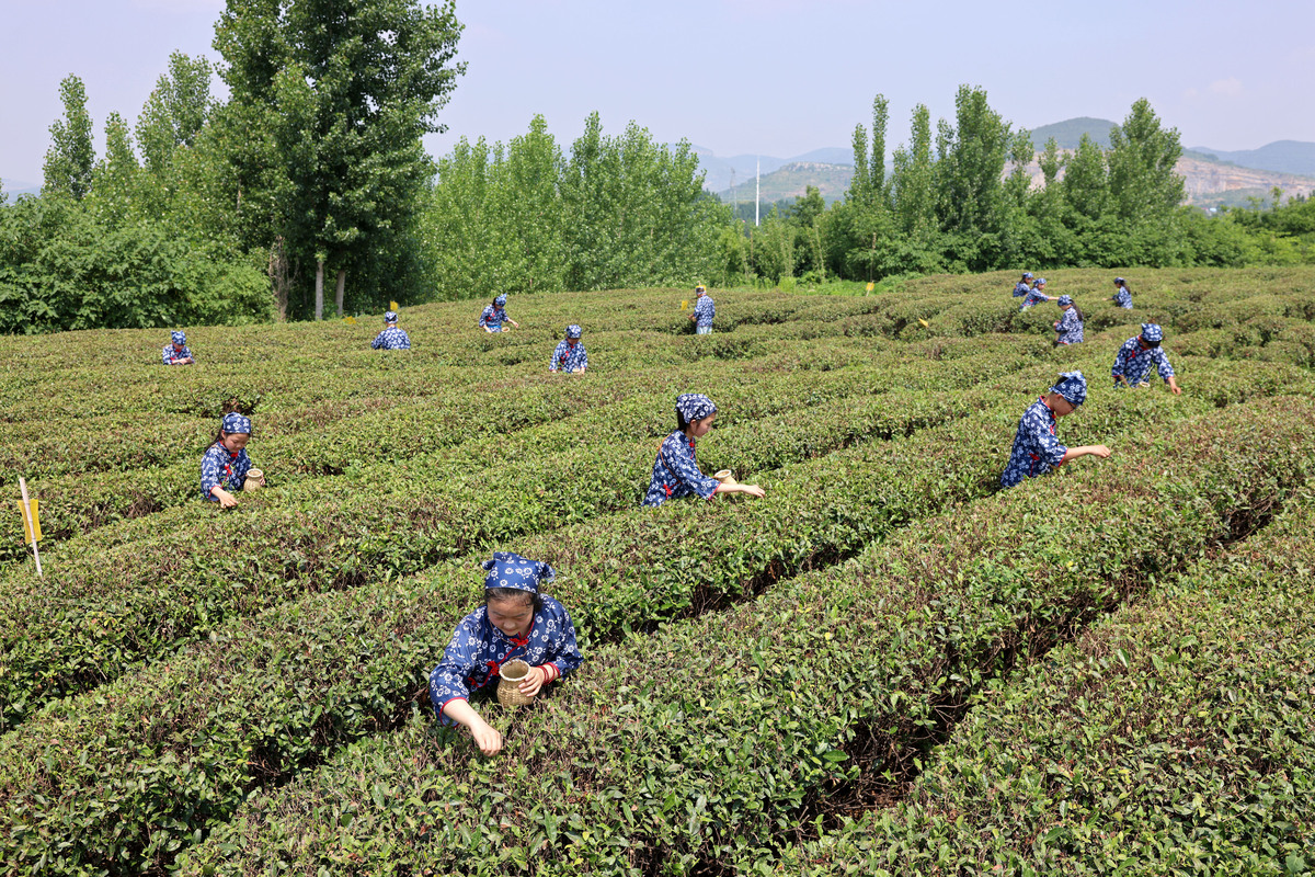 湄潭中职学校茶叶生产加工专业详细介绍