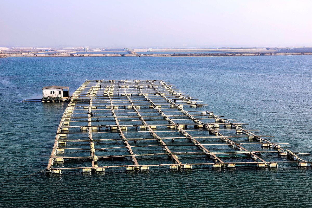 什么是海洋牧场