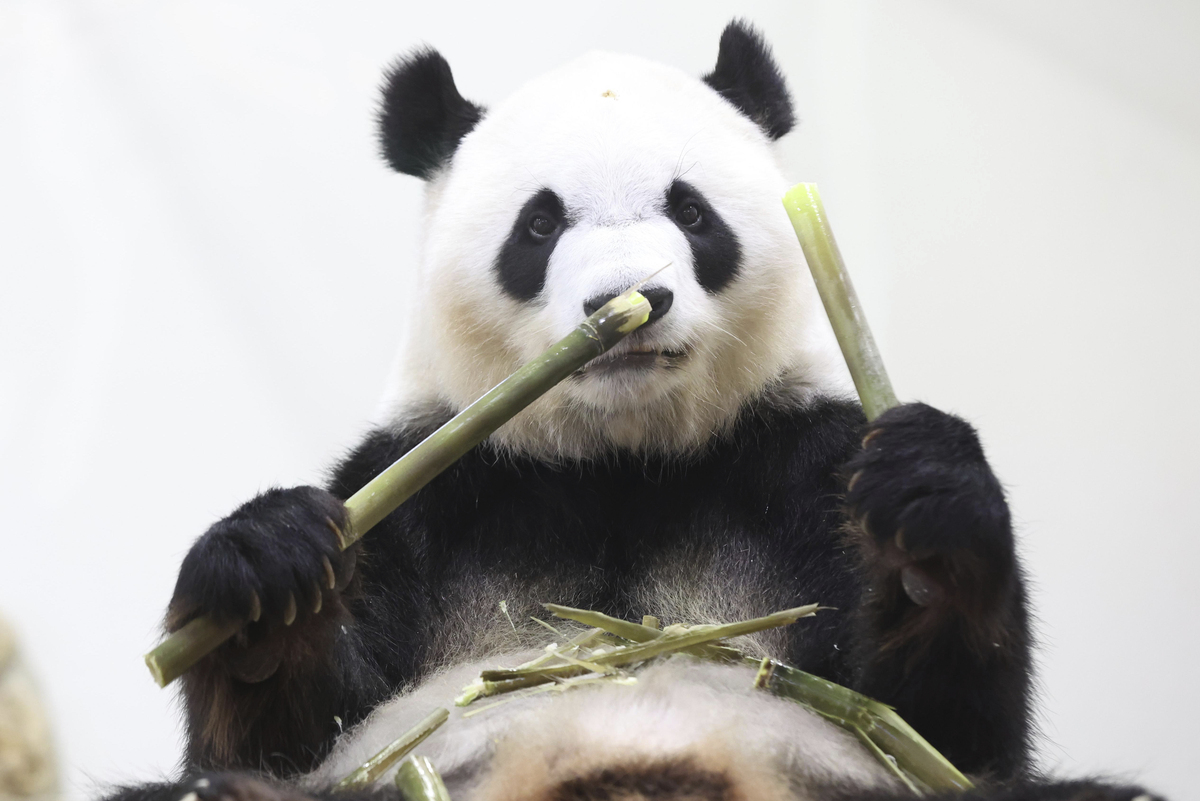 你好您好！有什么可以帮到您呢？写个100字熊猫文案