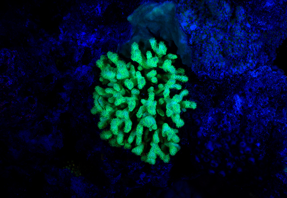 Production of Lentiviral Particles Using HEK293T Cells and Human Kinome CRISPR Knockout Library