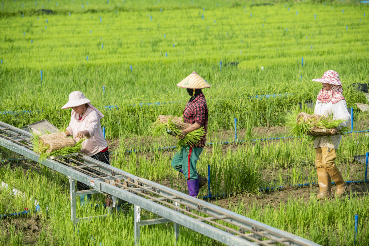 牧草种植工艺：直播、转播、插秧，哪种更适合你？