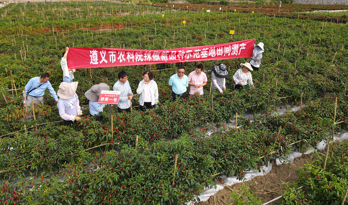 子洲县富发农业科技有限公司黄芪产品线上营销策略