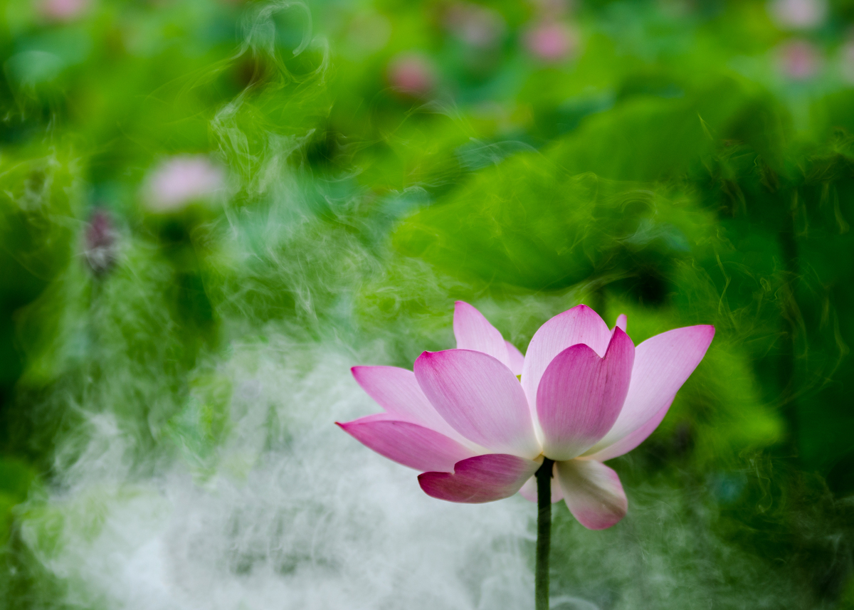 莲心形容人：纯净无私，慈悲柔软的内心