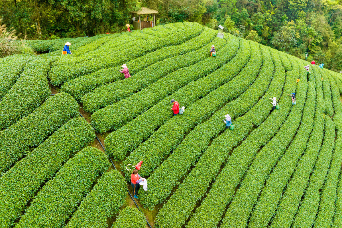 汉中西乡茶园,绿意盎然,茶香四溢