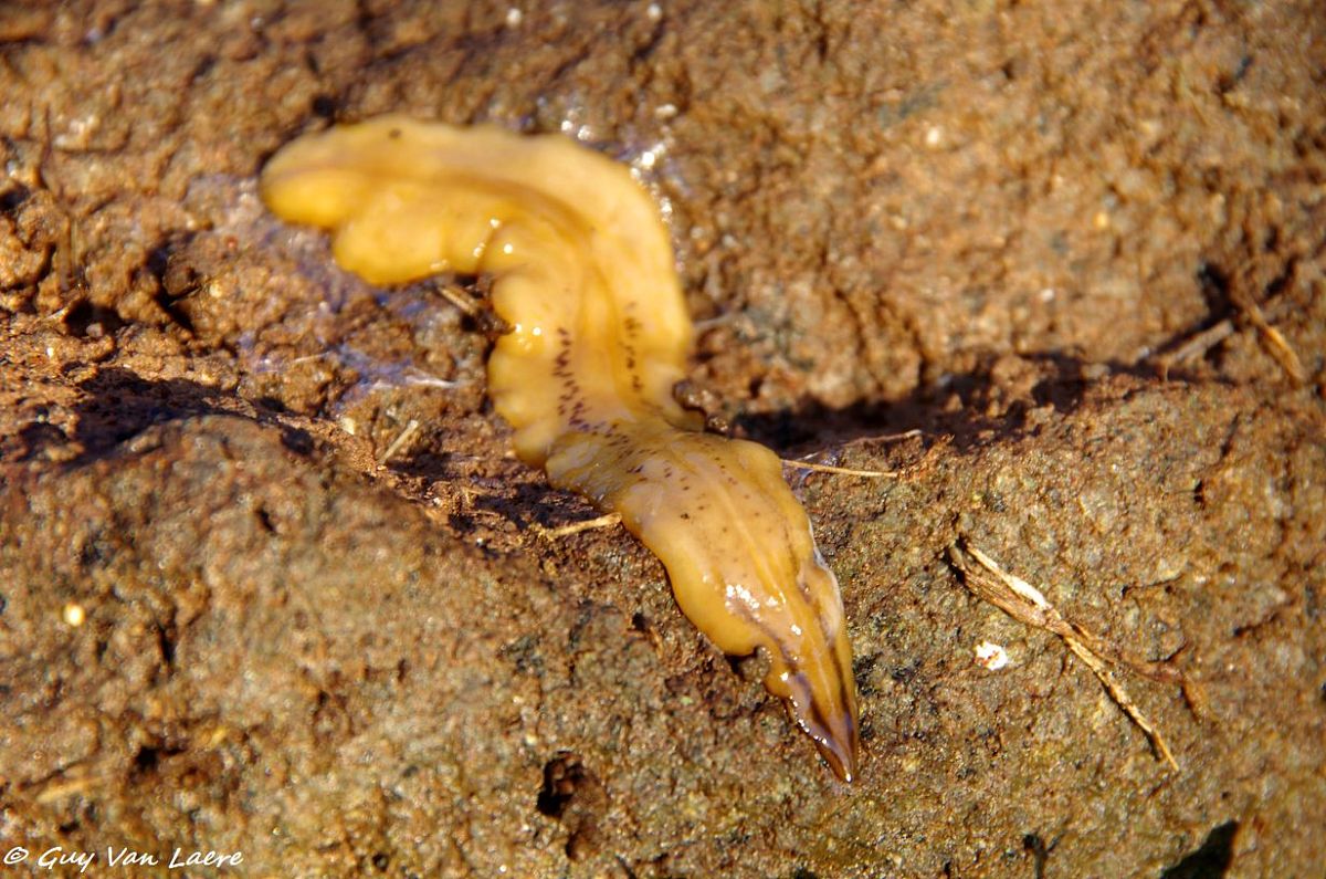 食品工程爱好者看过来！你了解JOURNAL OF FOOD ENGINEERING吗？