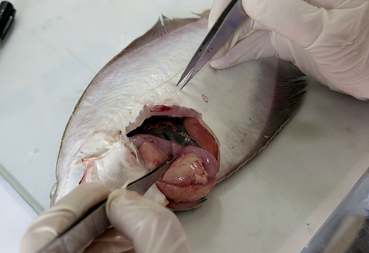 鱼脾脏：形状、位置、颜色、功能详解