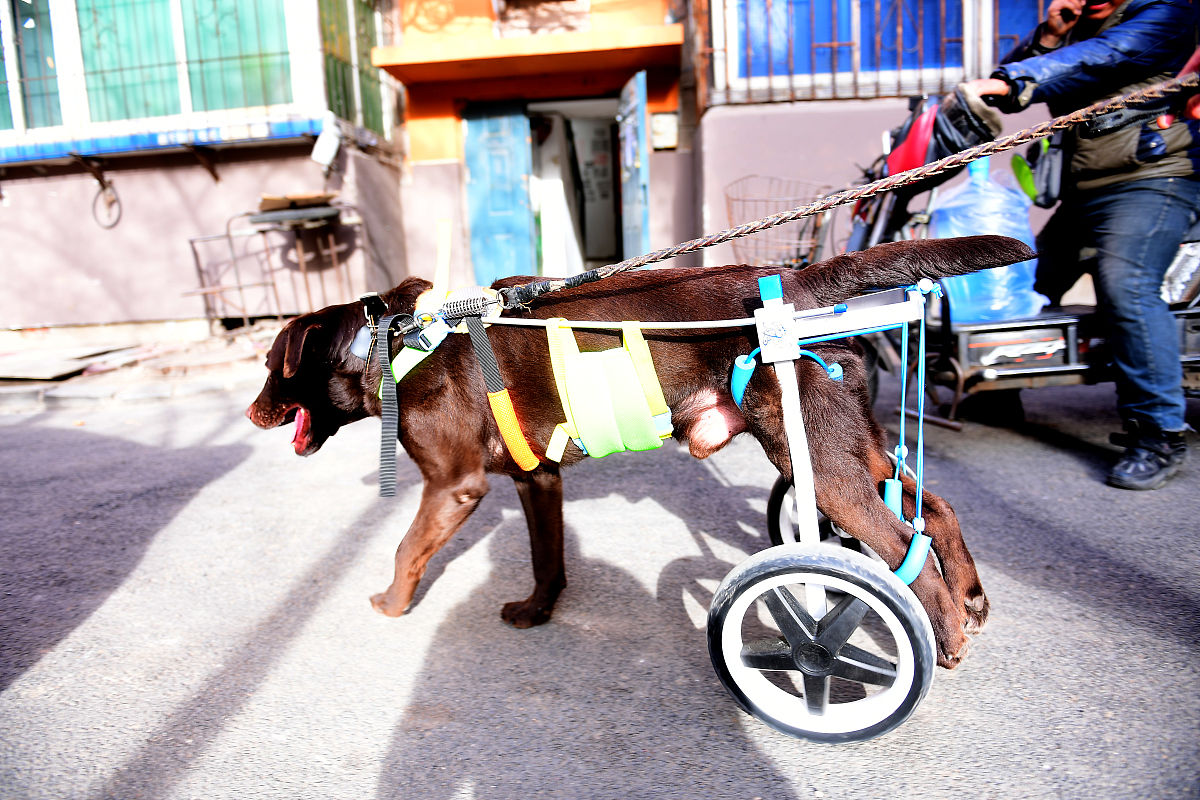 用这几个关键词写500字令人痛心的故事：绞绳 蚂蚁 礼物 老虎机 失去主人的残疾的小狗