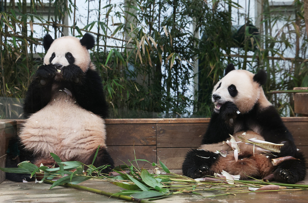 以《国宝大熊猫》为题目写一篇300字的作文