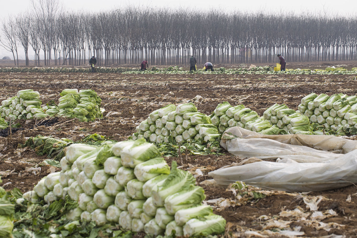 冬季大白菜种植时间和方法：高效种植指南