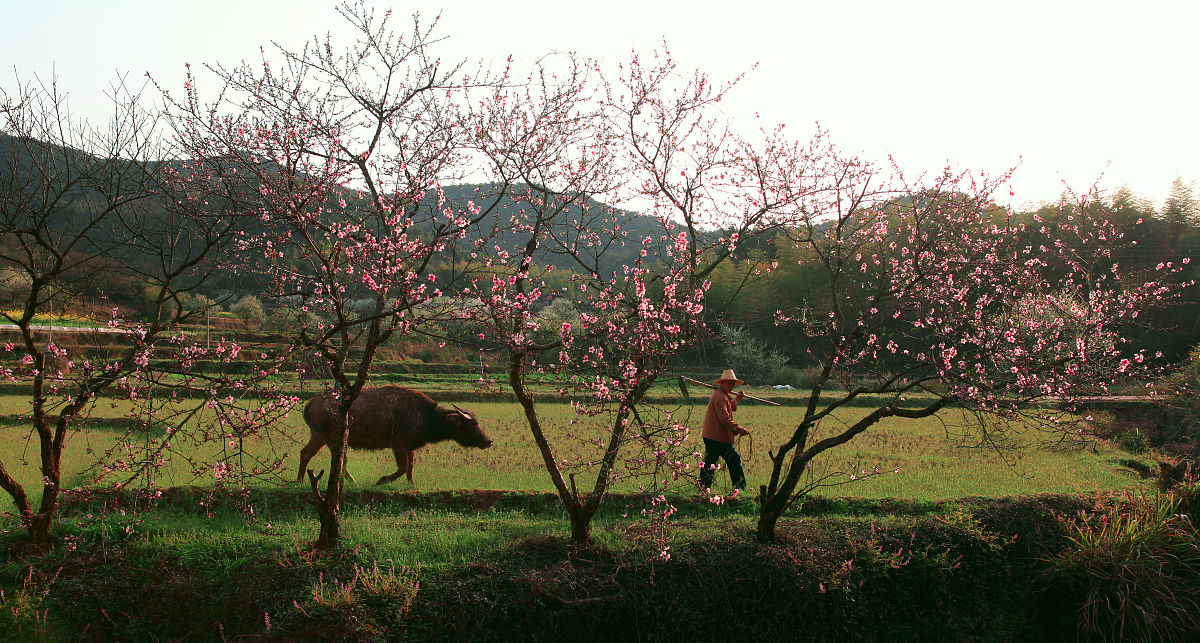 以作文水平优秀的高中三年级学生的视角写一篇歌颂春天的800字作文