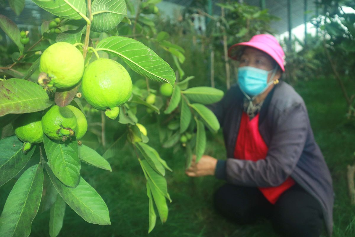 柚子产业发展现状及营销策略研究
