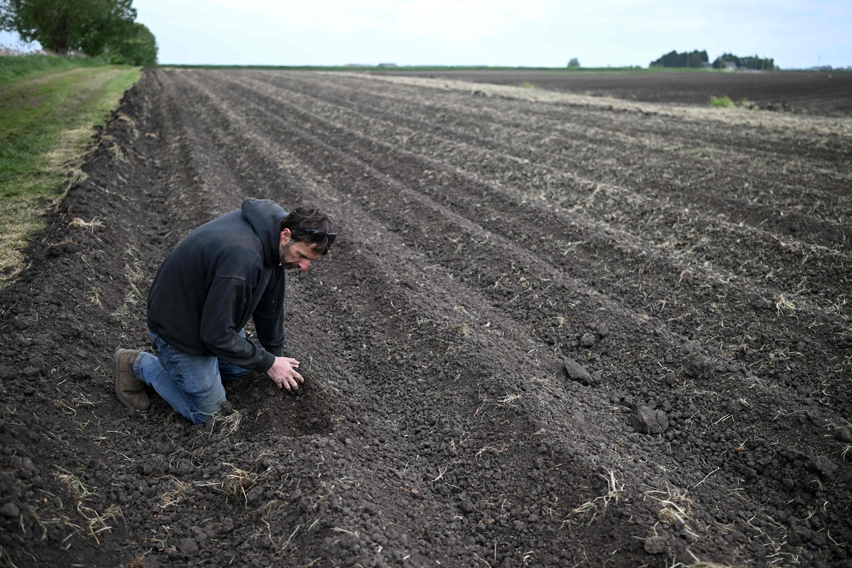 放了羊粪后必须马上浇水吗