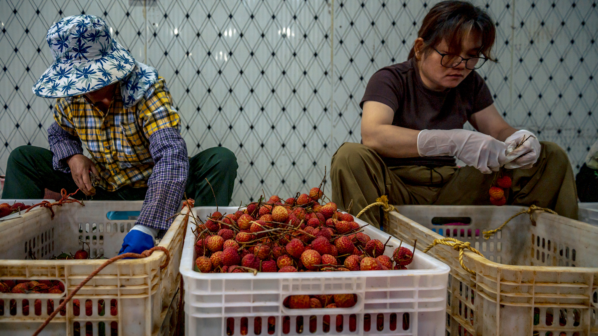 新鲜荔枝如何保存