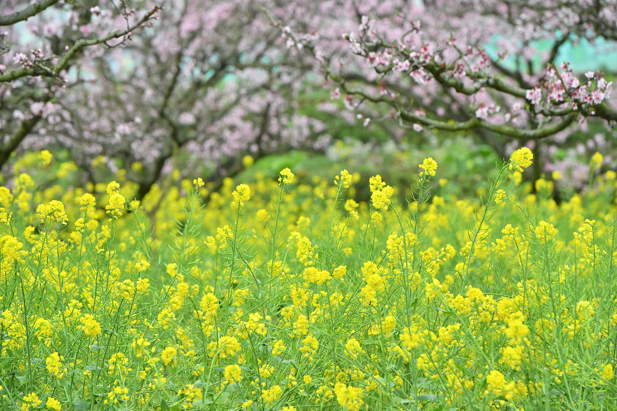 贵阳护理职业学院地址在哪里