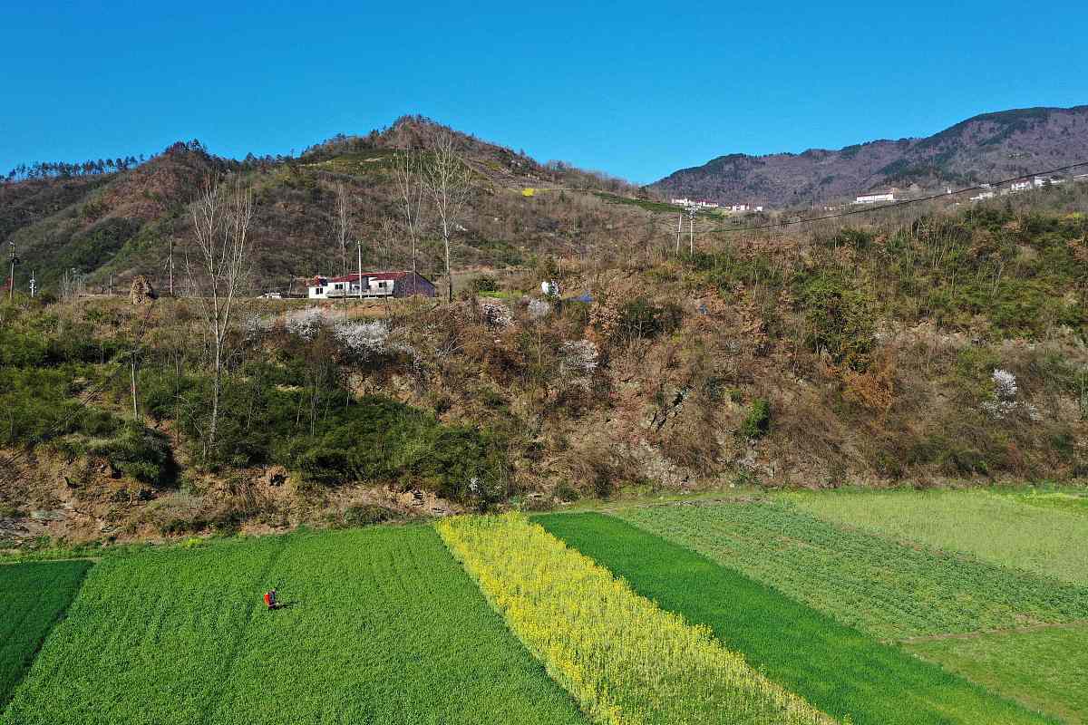 幼儿园过渡实践调查设计方法