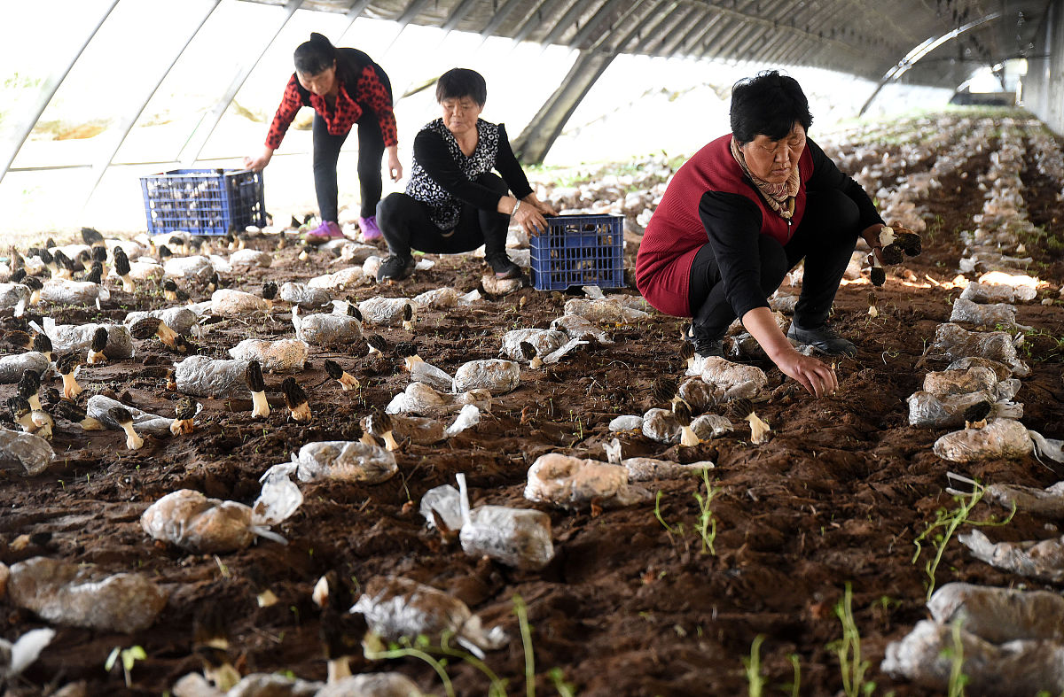 精准扶贫生态种植食用菌项目名称