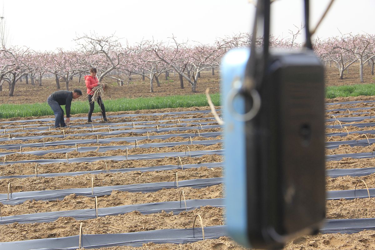 写一篇风送式猕猴桃静电授粉器的技术路线，要求很详细的