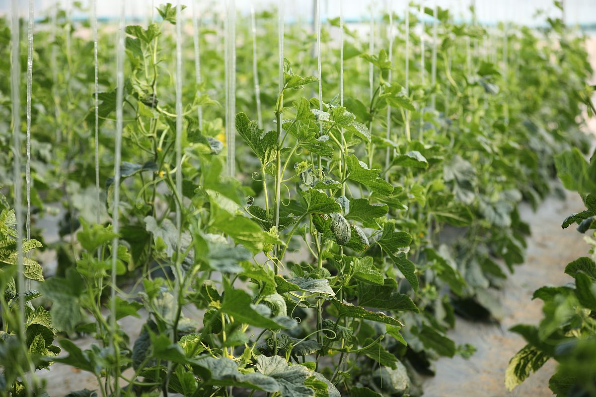 曲靖农业学校五年制大专招生报名 | 2019年招生简章