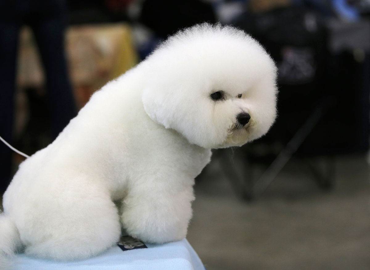 第一个进入太空的动物：拉卡的故事