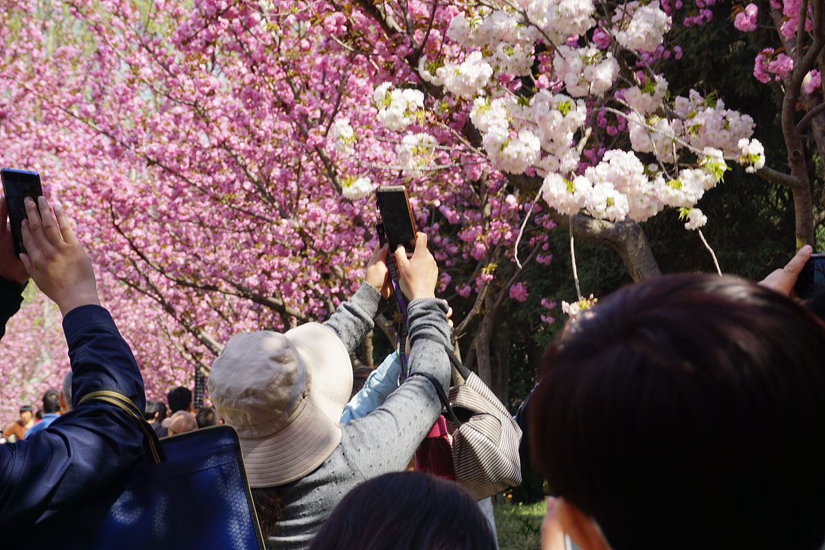 写一篇到杭州樱花园打卡的文案