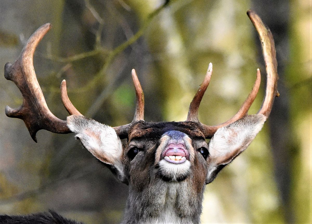 得中原者得天下中原指哪里