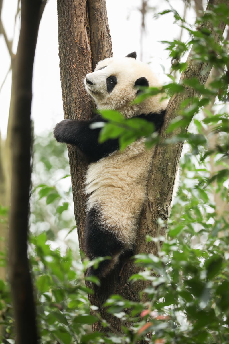 这一国家aaaa级旅游景区,不仅是一处自然的宝库,更是大熊猫及其生态