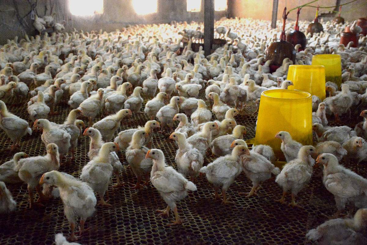 鸡鸭苗技术：起源于中国，助力家禽养殖效率提升