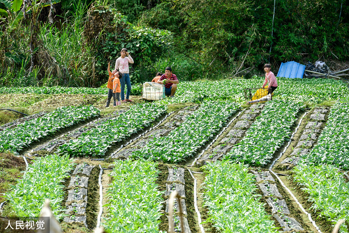 写一件有关劳动的事要求关于种菜之类的